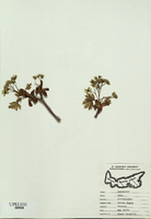 Acer platanoides-tn.jpg