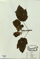 Acer spicatum-tn.jpg
