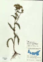 Achillea millefolium-tn.jpg