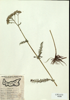Achillea millefolium-tn.jpg