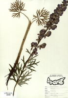 Aconitum Napellus-tn.jpg