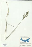 Agrostis capillaris-tn.jpg