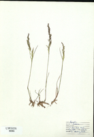 Agrostis hyemalis-tn.jpg