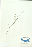 Agrostis perennans-tn.jpg