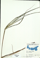 Agrostis rossiae-tn.jpg