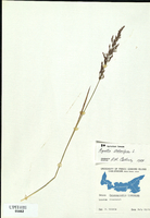 Agrostis stolonifera-tn.jpg
