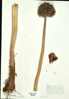 Allium cepa-tn.jpg