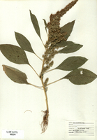 Amaranthus retroflexus-tn.jpg