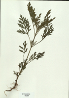 Ambrosia artermistolia-tn.jpg