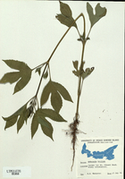 Ambrosia trifida-tn.jpg
