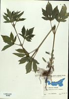 Ambrosia trifida-tn.jpg
