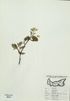 Amelanchier arborea-tn.jpg