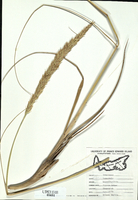 Ammophila breviligulata-tn.jpg