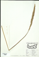 Ammophila breviligulata-tn.jpg