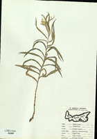 Anaphalis margaritacea-tn.jpg