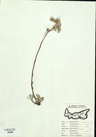 Antennaria neglecta-tn.jpg