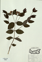 Apocynum androsaemifolium-tn.jpg