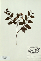Apocynum androsaemifolium-tn.jpg