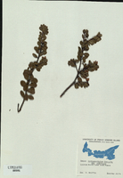 Arctostaphylos uva-ursi-tn.jpg