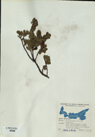Arctostaphylos uva-ursi-tn.jpg