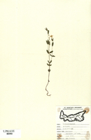 Arenaria lateriflora-tn.jpg