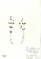 Arenaria lateriflora-tn.jpg