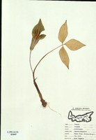 Arisaema triphyllum-tn.jpg