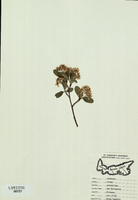 Aronia arbutifolia-tn.jpg