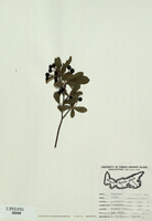 Aronia arbutifolia-tn.jpg