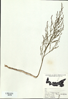 Asparagus officinalis-tn.jpg