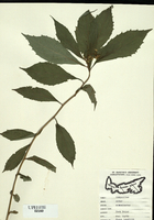 Aster acuminatus-tn.jpg