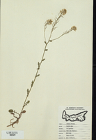 Barbarea vulgaris-tn.jpg