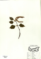 Betula papyrifera-tn.jpg