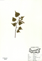 Betula populifolia-tn.jpg