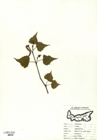 Betula populifolia-tn.jpg