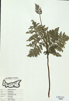 Botrychium virginianum-tn.jpg