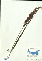 Calamagrostis canadensis-tn.jpg