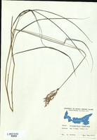 Calamagrostis canadensis-tn.jpg