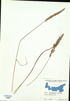 Calamagrostis stricta-tn.jpg