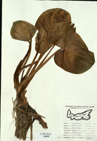 Calla palustris-tn.jpg