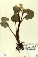 Caltha palustris-tn.jpg