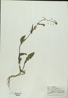 Capsella bursa-pastoris-tn.jpg