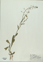 Capsella bursa-pastoris-tn.jpg