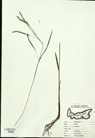 Carex arctata-tn.jpg