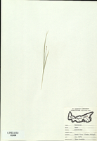 Carex brunnescens-tn.jpg