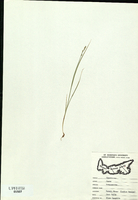 Carex brunnescens-tn.jpg