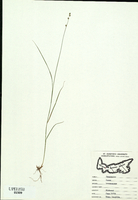 Carex brunnescens-tn.jpg