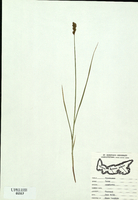 Carex crawfordii-tn.jpg