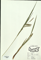 Carex crinata-tn.jpg