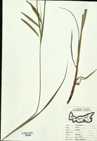 Carex crinata-tn.jpg